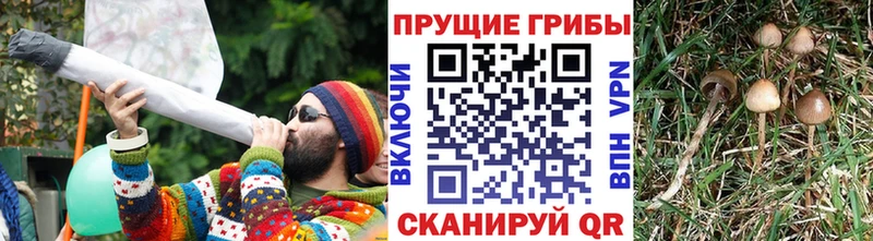 Псилоцибиновые грибы мицелий  как найти закладки  Ладушкин 